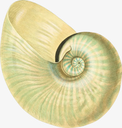 漂亮的手绘蜗牛壳素材