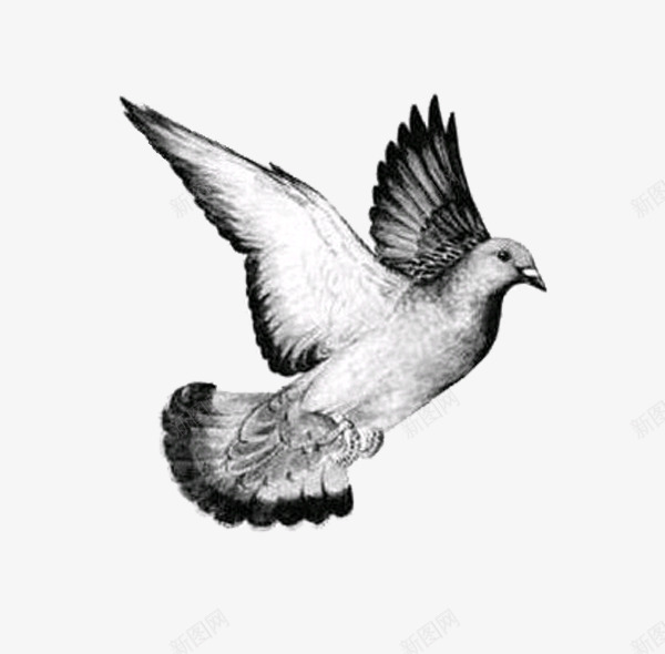 一只鸽子png免抠素材_88icon https://88icon.com 一只 手绘 泼墨 灰色的 翅膀 飞翔 鸽子 黑色的