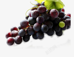 葡萄清新葡萄水果素材