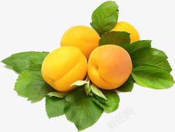 新鲜的大黄杏素材