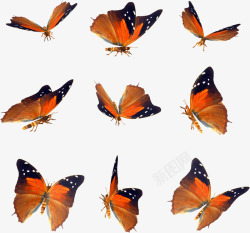 橙色翅膀蝴蝶合集素材