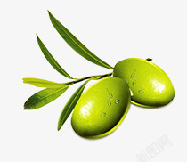 绿色橄榄果新鲜手绘素材
