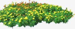 黄色小花植物公园装饰素材