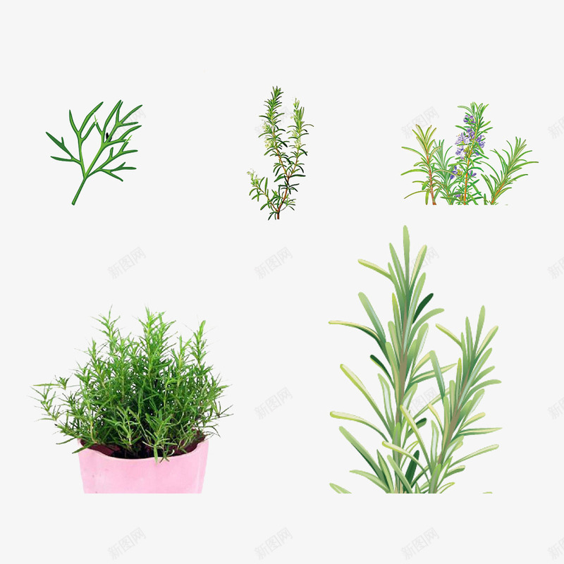 手绘新鲜绿色迷迭香植物插画png免抠素材_88icon https://88icon.com 手绘 手绘迷迭香 新鲜 枝条 植物 盆栽 细枝 调料 迷迭香 香料