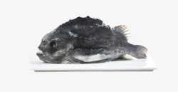新鲜海参食用海参斑鱼高清图片