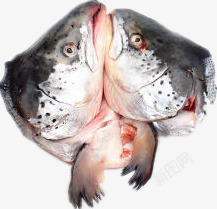 三文鱼头两个三文鱼头高清图片