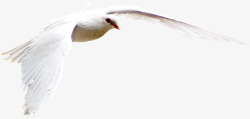 白色和平鸽翅膀效果素材