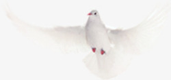 活动白色和平鸽展开翅膀飞翔素材