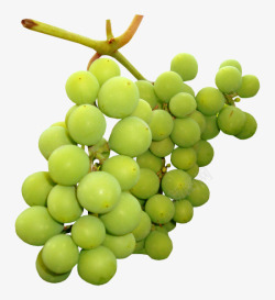新鲜绿色葡萄素材