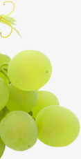 绿色新鲜葡萄水果圆润素材