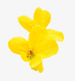 黄色鲜艳的小花素材