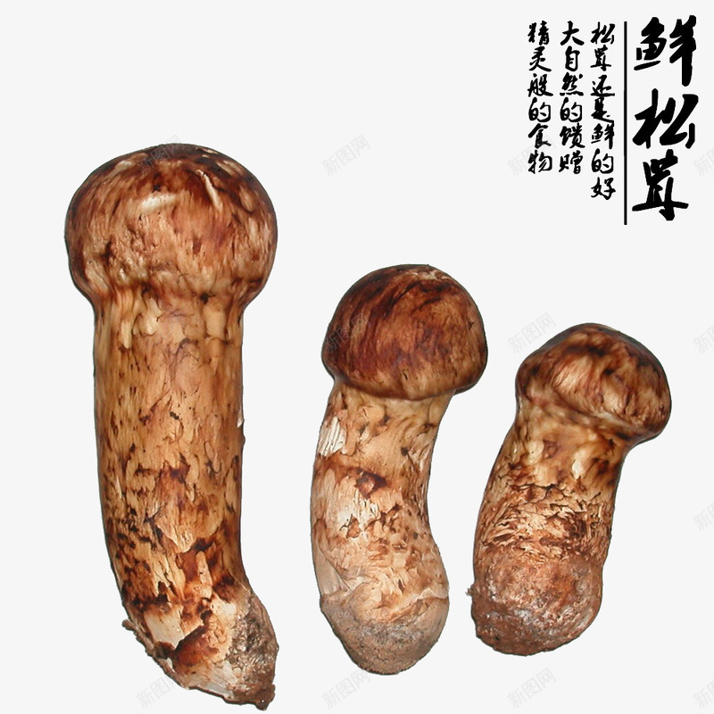 新鲜松茸png免抠素材_88icon https://88icon.com 真菌 稀有 野生