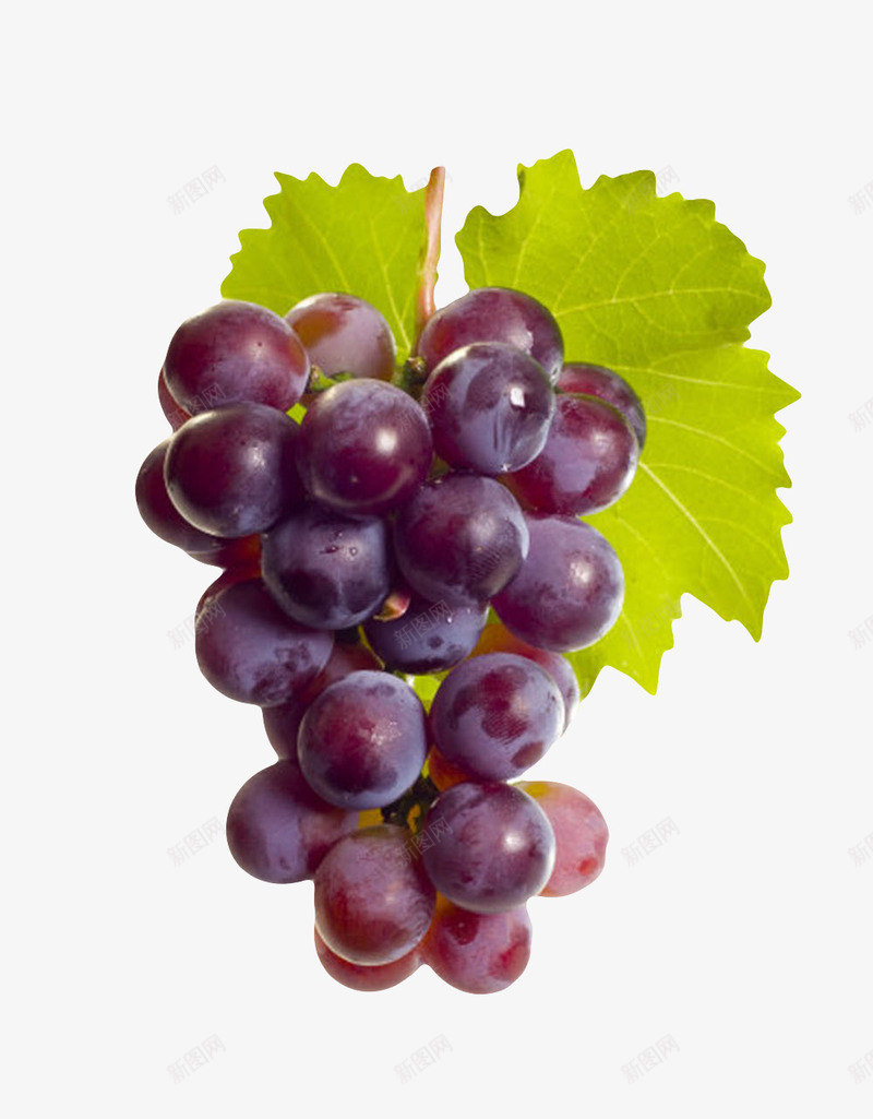 黑紫色带叶子的一串葡萄png免抠素材_88icon https://88icon.com 一扎 水果 清晰 清甜 绿叶 美味 美食 食品药品 食物 食用 饮用