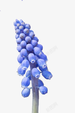 蓝色葡萄紫色葡萄风信子高清图片