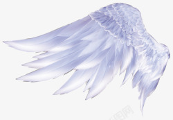 洁白的翅膀洁白的翅膀高清图片
