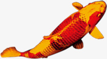 金色池塘金鱼个性素材