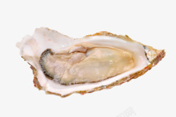 高清鲜活蛤蜊蛤蜊肉高清图片