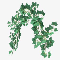 深绿色葡萄叶子垂吊植物素材
