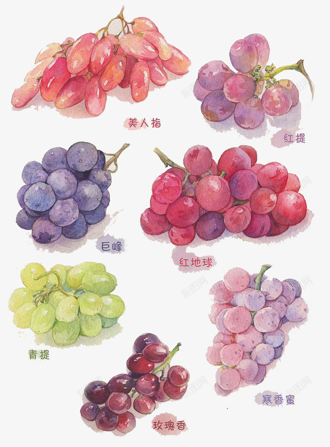 水彩水果png免抠素材_88icon https://88icon.com 卡通 手绘 水彩 水彩提子 水果 紫色 葡萄 装饰