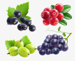 手绘红提葡萄提子高清图片