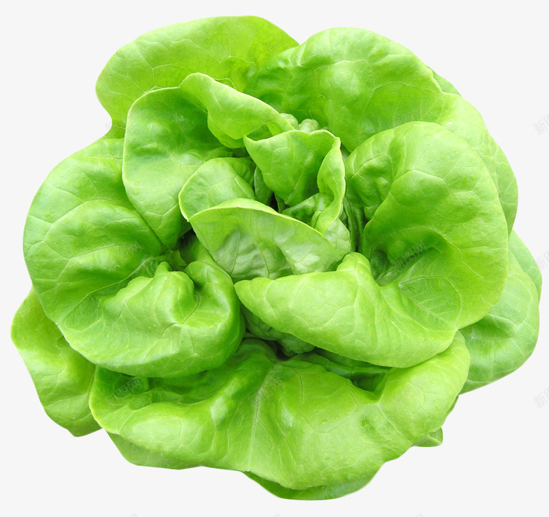 绿色新鲜菠菜png免抠素材_88icon https://88icon.com 产品实图 新鲜 绿色 菠菜