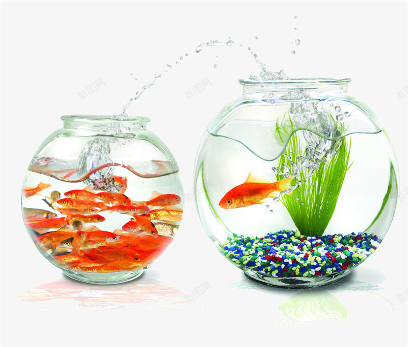 透明玻璃鱼缸png免抠素材_88icon https://88icon.com 养鱼 水缸 水草 透明玻璃 金鱼 鱼缸