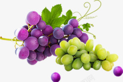 青葡萄紫色葡萄水果新鲜素材