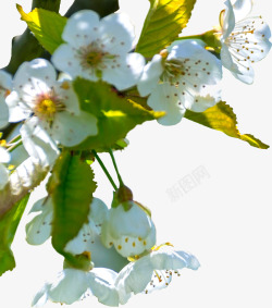 春天里白色的小花素材