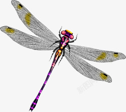 唯美蜻蜓翅膀素材