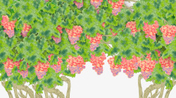 树藤上的提子图片卡通手绘葡萄园粉色的葡萄高清图片