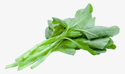绿色新鲜菠菜素材