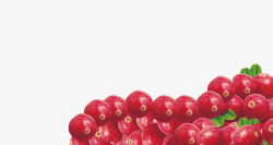 纯天然蔓越莓食品海报素材