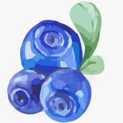 新鲜蓝莓插画素材
