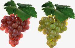 红葡萄绿葡萄一串葡萄素材