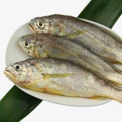 生鲜黄花鱼素材