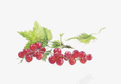 手绘红提鲜美红提高清图片