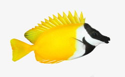 漂亮小鱼美丽的热带鱼高清图片