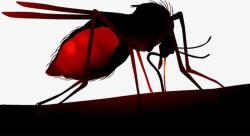 吸血的蚊子蚊子吸血高清图片