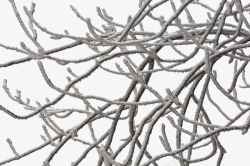 结冰的树枝素材
