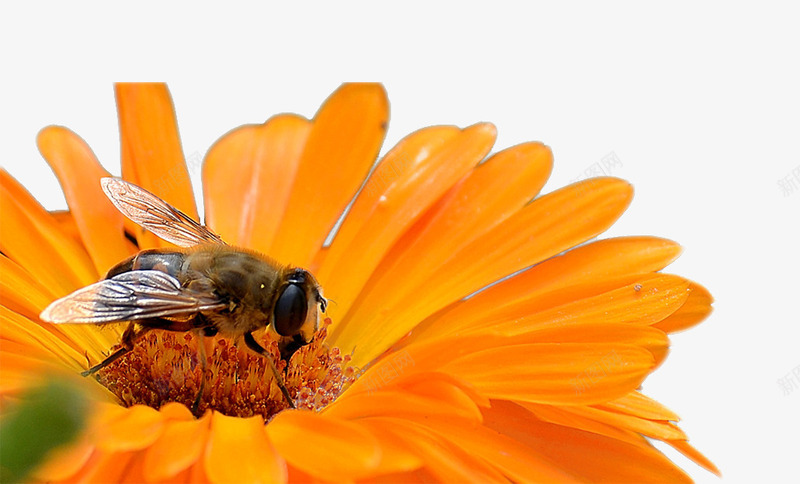 蜜蜂采蜜的png免抠素材_88icon https://88icon.com 小蜜蜂图片 简单的蜜蜂图片 简单的装饰图片橘黄色的花朵 花朵素材 黄色