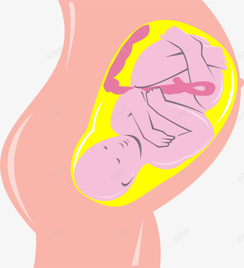 孕妇肚子里的宝宝png免抠素材_88icon https://88icon.com 卡通 呵护子宫 子宫 孕妇 孕育生命 盆底胎儿 胎儿