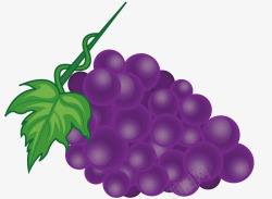 紫色的葡萄矢量图素材
