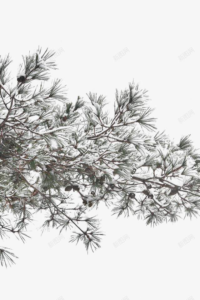 雪压冬树png免抠素材_88icon https://88icon.com 下雪 冬 冬树 树 树上积雪 雪
