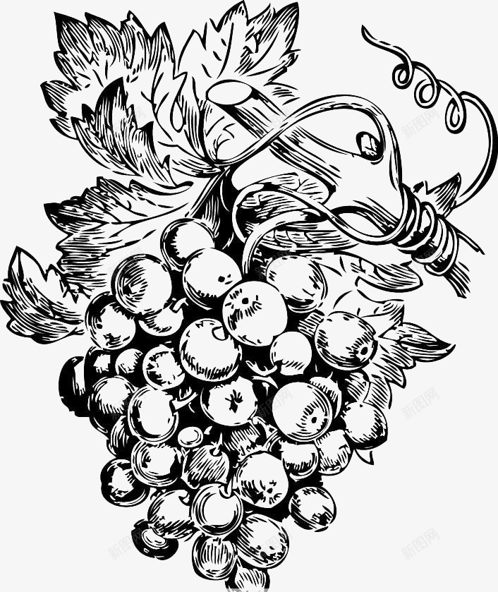 板绘葡萄素描线稿png免抠素材_88icon https://88icon.com 手绘葡萄 板绘葡萄 板绘葡萄线稿 素描葡萄 线稿葡萄 葡萄素描 速写葡萄