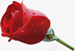红色新鲜玫瑰花朵素材