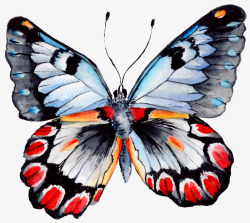 卡通手绘美丽的蝴蝶素材