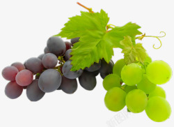 紫葡萄还是绿葡萄素材