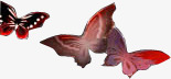 蝴蝶红色翅膀蝴蝶素材