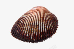高清鲜活蛤蜊一个海贝高清图片