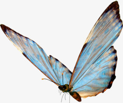 蓝色翅膀黑边翅膀蝴蝶素材